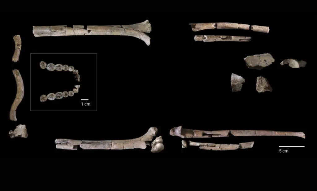 Esqueleto de Homo habilis revela como vivia um dos primeiros ancestrais da humanidade