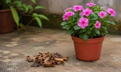Um resto comum da cozinha pode ajudar as plantas quando usado do jeito certo