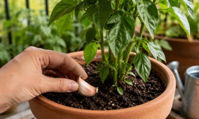 Alho no vaso pode ajudar como barreira natural contra pragas