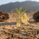 A planta que sustentou povos no deserto por milhares de anos e foi deixada de lado pela agricultura moderna