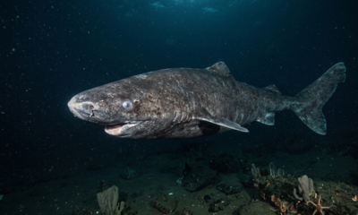 Cientistas fazem descoberta histórica: um tubarão de 399 anos, nascido em 1627 foi localizado no Oceano Ártico e já é o vertebrado mais longevo registrado pela ciência