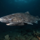 Cientistas fazem descoberta histórica: um tubarão de 399 anos, nascido em 1627 foi localizado no Oceano Ártico e já é o vertebrado mais longevo registrado pela ciência