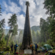 Com mais de 500 anos, a 'Espada do Céu' é a árvore mais alta ao atingir 84,1 metros de altura e foi encontrada por cientistas no Leste Asiático
