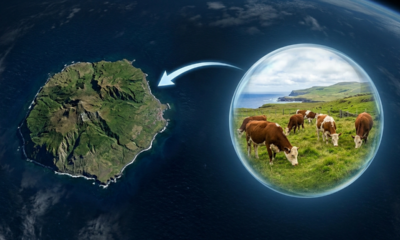 Em 1871, um fazendeiro abandonou cinco vacas numa ilha remota e elas acabaram sobrevivendo por 140 anos e colonizando o local com quase 2 mil delas, o que surpreende cientistas até hoje
