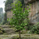 A planta de 3000 a.C. que blindava a memória dos antigos, foi redescoberta em 1950 e está se tornando tendência entre os jovens mesmo sendo quase tão antiga quanto os dinossauros