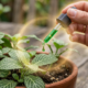 Nem café, nem cascas de ovo: fertilizante caseiro chamado de “ouro verde” para revitalizar e fazer as plantas crescerem