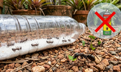Adeus ao veneno em spray: a armadilha caseira que ajuda a eliminar formigas do jardim rapidamente