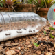 Adeus ao veneno em spray: a armadilha caseira que ajuda a eliminar formigas do jardim rapidamente