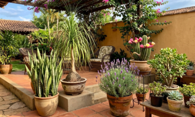 As 5 plantas que não precisam regar todo dia ideais para o pátio