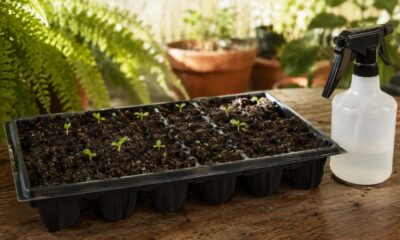 Terra leve e úmida pode acelerar a germinação sem encharcar as sementes