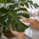 Apoiar a folha durante a limpeza evita rasgos e mantém o brilho natural da planta