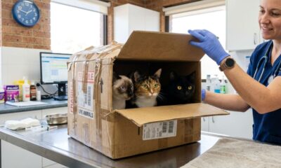 Equipe veterinária fica chocada ao descobrir o que havia dentro de uma caixa lacrada