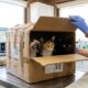 Equipe veterinária fica chocada ao descobrir o que havia dentro de uma caixa lacrada