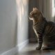 Gatos podem perceber sons, sombras e movimentos quase invisíveis
