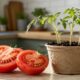 Um tomate maduro pode virar muda e iniciar uma pequena horta em vaso