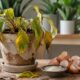 Um ingrediente simples pode ajudar plantas enfraquecidas