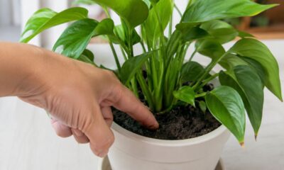 O teste do dedo ajuda a evitar excesso de água e raízes apodrecidas