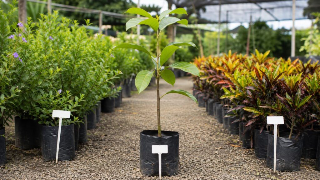 Conhecer o tamanho e o tipo de raiz da planta evita problemas antes mesmo do plantio começar
