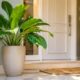 Planta usada no Feng Shui pode deixar a entrada da casa mais bonita e simbólica