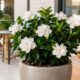 Gardênia combina perfume marcante, flores brancas e visual elegante para transformar a varanda