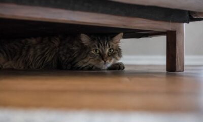 Mudanças discretas no comportamento podem indicar dor em gatos