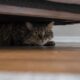 Mudanças discretas no comportamento podem indicar dor em gatos
