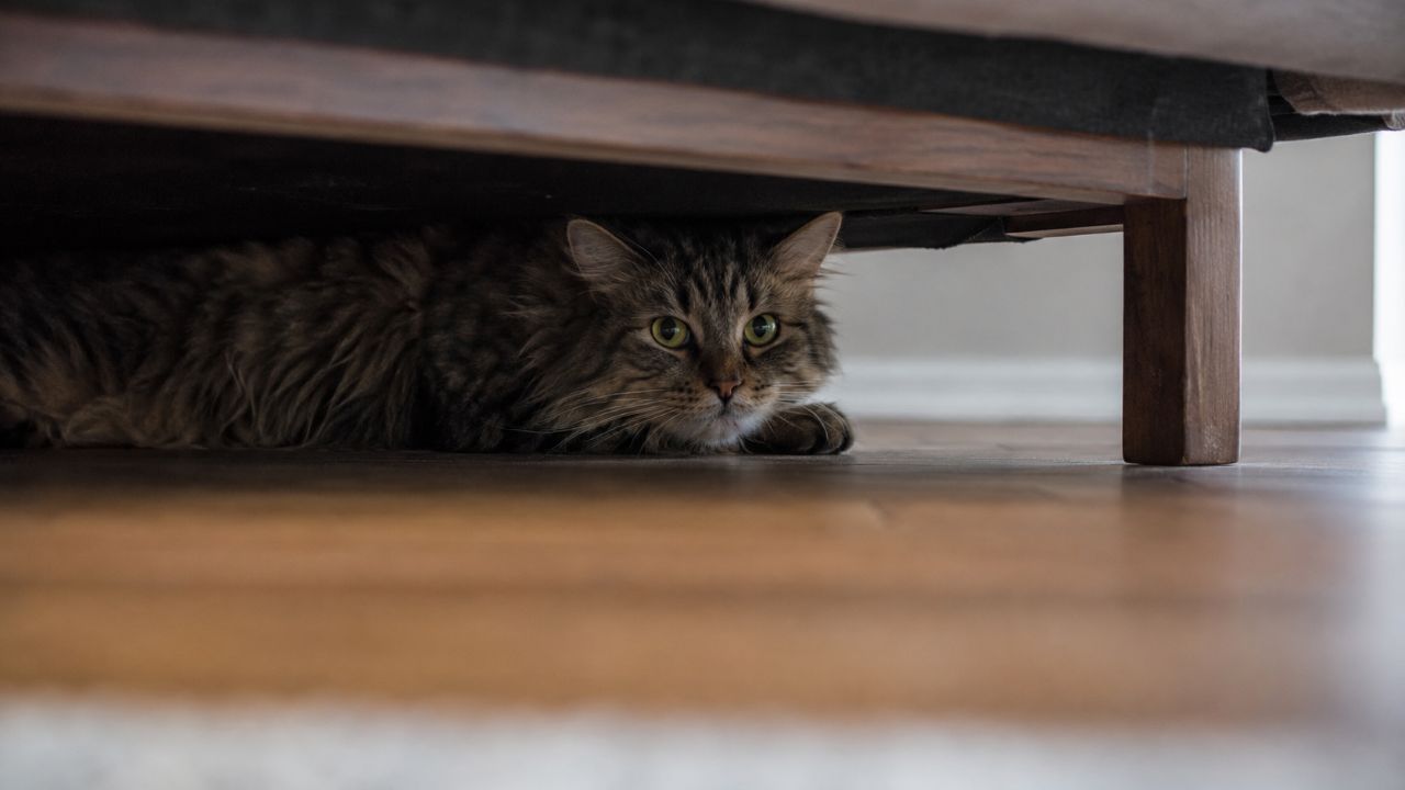 Mudanças discretas no comportamento podem indicar dor em gatos