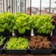 Plantios em etapas mantêm folhas frescas disponíveis por mais tempo