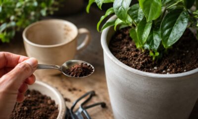 Pó de café usado pode ajudar as plantas quando aplicado com cuidado