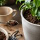 Pó de café usado pode ajudar as plantas quando aplicado com cuidado