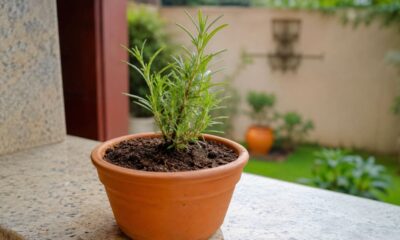 Um simples galho pode se transformar em uma nova planta quando o preparo é feito da forma correta