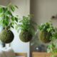 A kokedama transforma a planta em uma escultura viva sem vaso