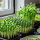 Microverdes levam uma pequena horta fresca para dentro da cozinha