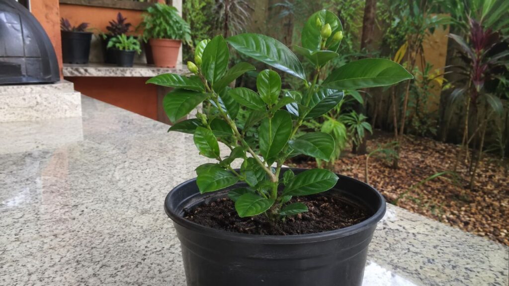 Com os cuidados certos, a planta pode produzir mudas valorizadas e flores muito procuradas