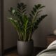 Algumas plantas resistentes conseguem se adaptar melhor a ambientes com pouca luminosidade