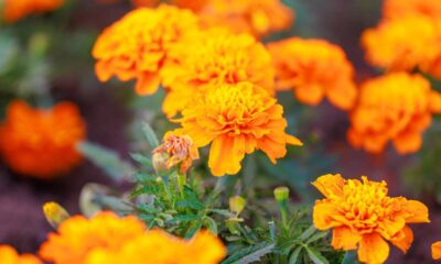 3 flores que florescem o ano todo e deixam qualquer jardim mais colorido