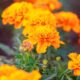 3 flores que florescem o ano todo e deixam qualquer jardim mais colorido