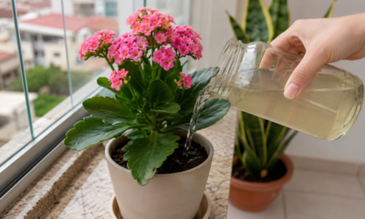 Adeus planta sem graça: 3 adubos caseiros que podem devolver vida aos vasos com cuidado