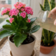 Adeus planta sem graça: 3 adubos caseiros que podem devolver vida aos vasos com cuidado