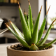 Não é falta de água: o erro comum que deixa as pontas do aloe vera marrons em casa