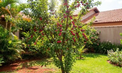 A árvore frutífera perfeita para plantar em casa tem raízes que não levantam o piso e pode encher o quintal de frutas