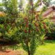 A árvore frutífera perfeita para plantar em casa tem raízes que não levantam o piso e pode encher o quintal de frutas