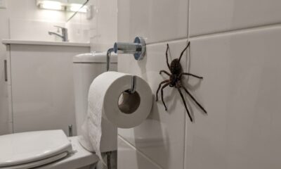 Homem é surpreendido por aranha do tamanho de um rolo de papel higiênico no banheiro