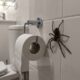 Homem é surpreendido por aranha do tamanho de um rolo de papel higiênico no banheiro