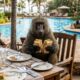 Babuíno gigante pega lanches de casal distraído com celulares em resort