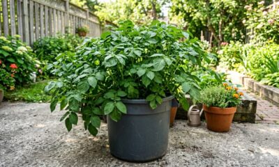 Batata em balde pode render uma colheita surpreendente quando o plantio segue estas etapas desde a preparação do recipiente