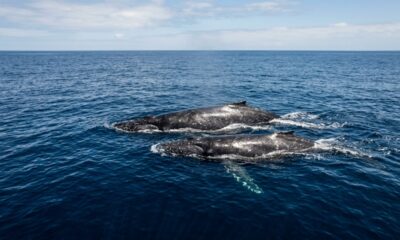 Duas baleias-jubarte cruzam do Brasil à Austrália e surpreendem cientistas com viagem recorde