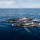 Duas baleias-jubarte cruzam do Brasil à Austrália e surpreendem cientistas com viagem recorde