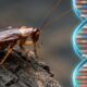 Por milhões de anos, as baratas esconderam um segredo no próprio DNA que os cientistas só começam a desvendar agora