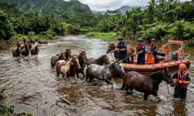 Quinze cavalos são resgatados em meio à enchente no Havaí